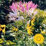 Petrenko: Shostakovich - Symphony no.8 (24/96 FLAC)