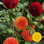 Petrenko: Shostakovich - Symphony no.10 (24/96 FLAC)