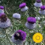 Petrenko: Shostakovich - Symphony no.9 (24/96 FLAC)